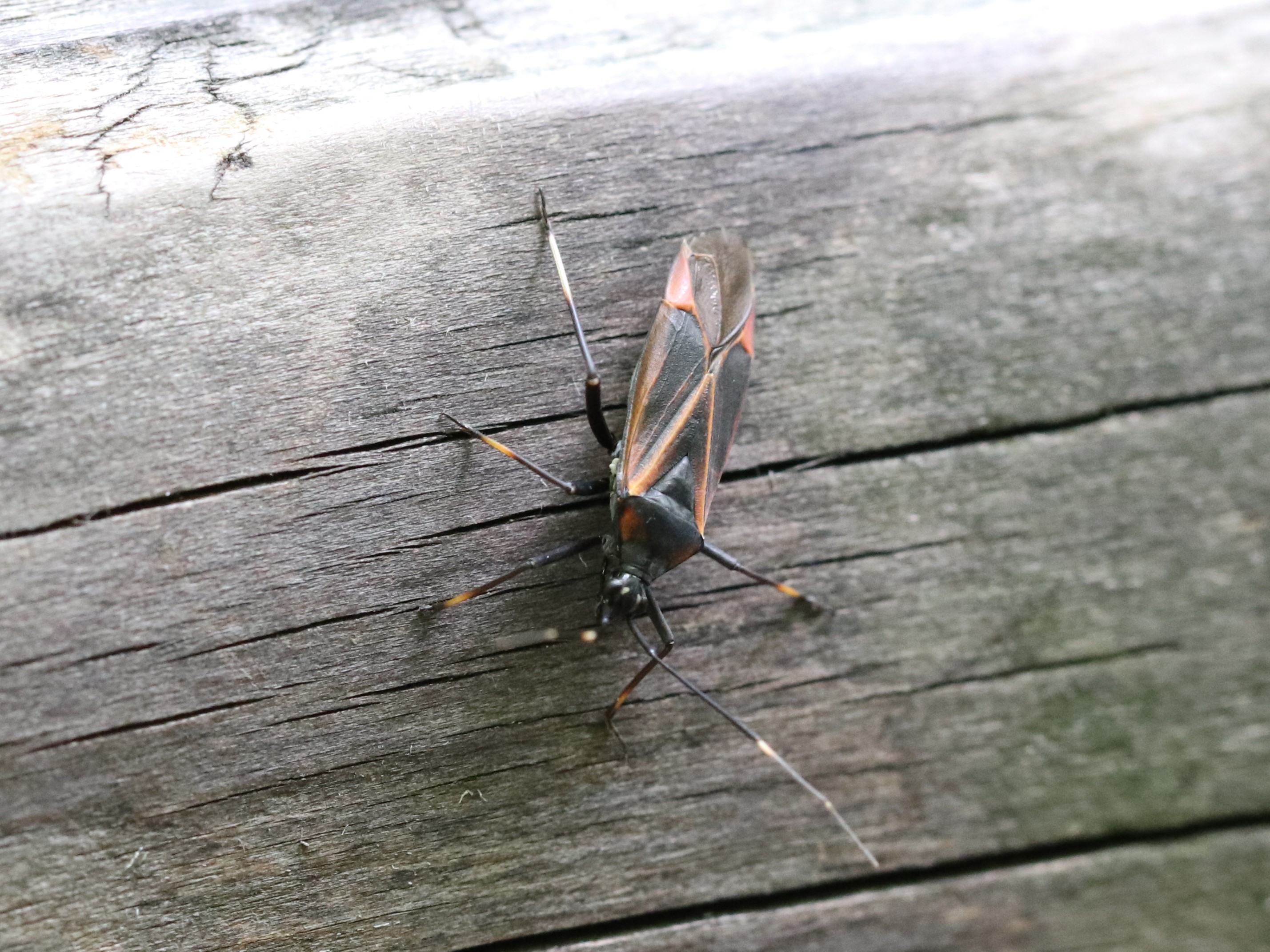 柵のアカスジオオカスミカメ